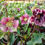 Helleborus orientalis Mix fioletowy nakrapiany Ciemiernik Orientalny