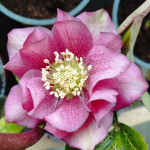 Helleborus orientalis Mix...