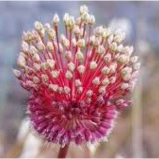 Allium Red Mohican Czosnek...