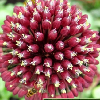 Allium Red Mohican Czosnek...