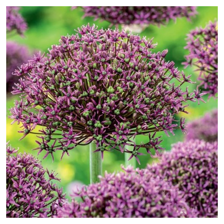 Allium Magic Czosnek ozdobny