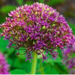 Allium Magic Czosnek ozdobny
