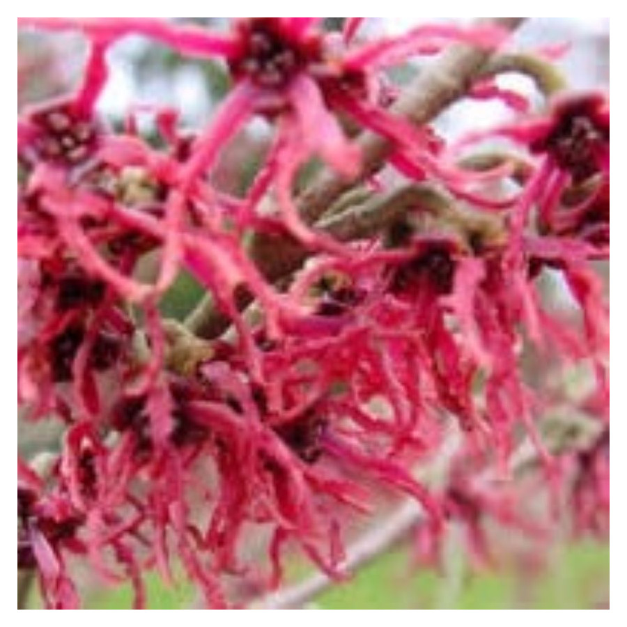 Hamamelis intermedia Rubin Oczar pośredni