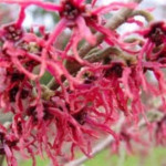 Hamamelis intermedia Rubin...