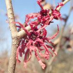 Hamamelis intermedia Rubin Oczar pośredni