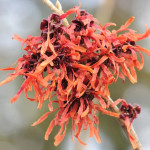 Hamamelis intermedia Jelena...