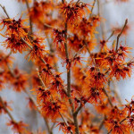 Hamamelis intermedia Jelena Oczar pośredni