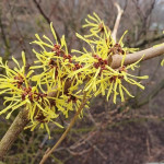 Hamamelis intermedia...