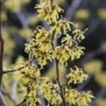 Hamamelis Zuccariniana...