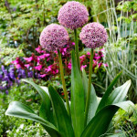 Allium Lucky Balloons Czosnek