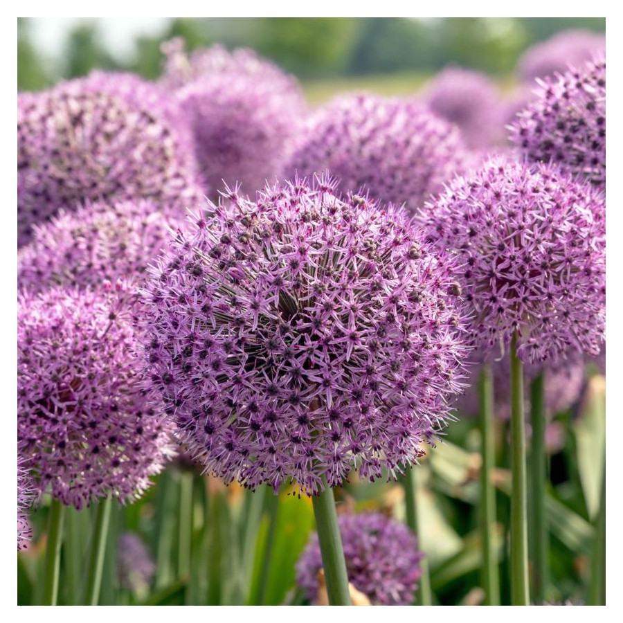 Allium Lucky Balloons Czosnek