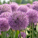 Allium Lucky Balloons Czosnek