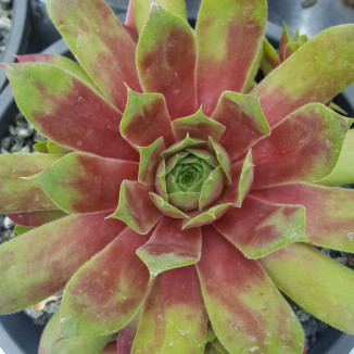 Sempervivum Liebchen Rojnik