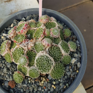 Sempervivum Lhotse Rojnik