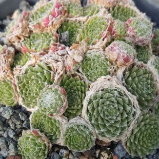 Sempervivum Lhotse Rojnik