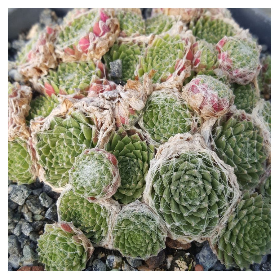 Sempervivum Lhotse Rojnik