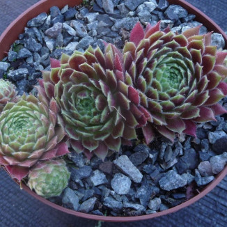 Sempervivum Leonora Rojnik