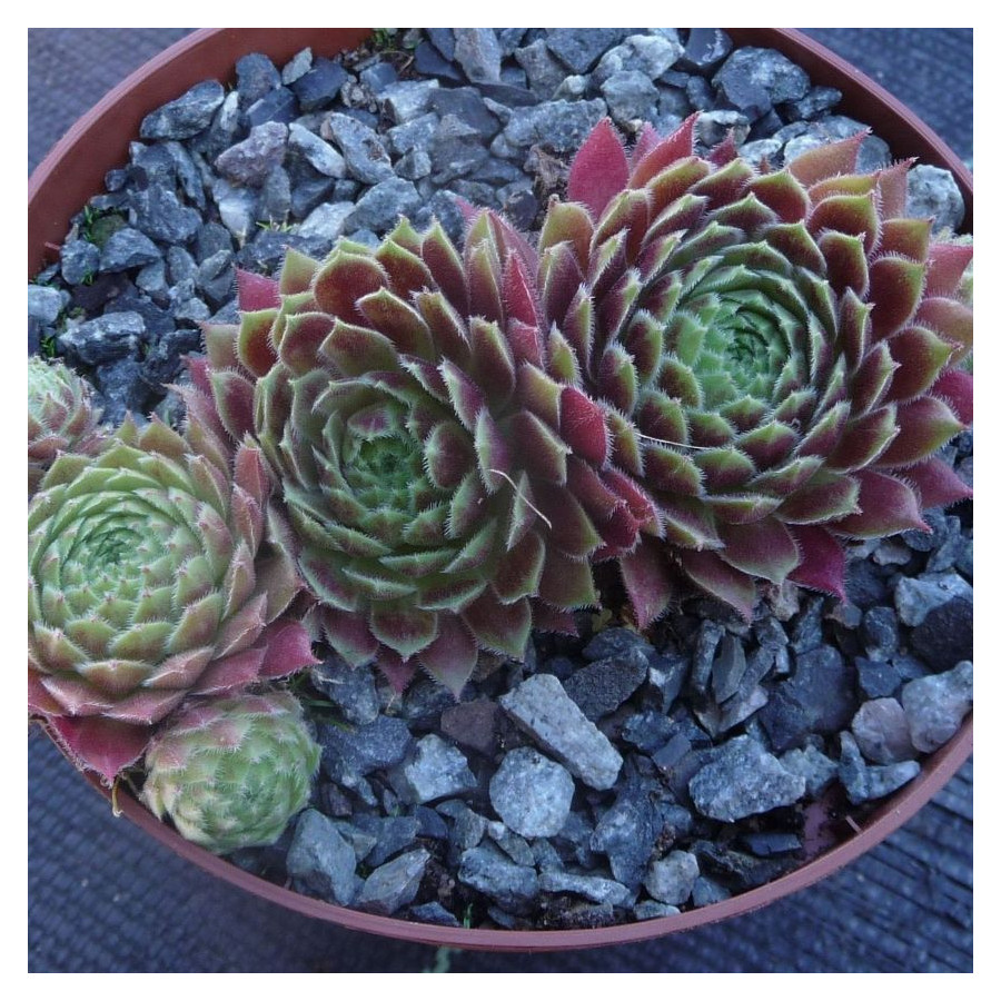 Sempervivum Leonora Rojnik