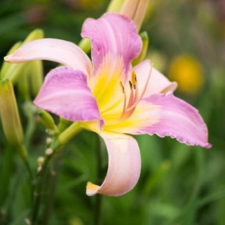 Hemerocallis Calligraphy...