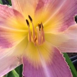 Hemerocallis Calligraphy...