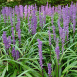 Liriope muscari Moneymaker Liriope szafirkowata