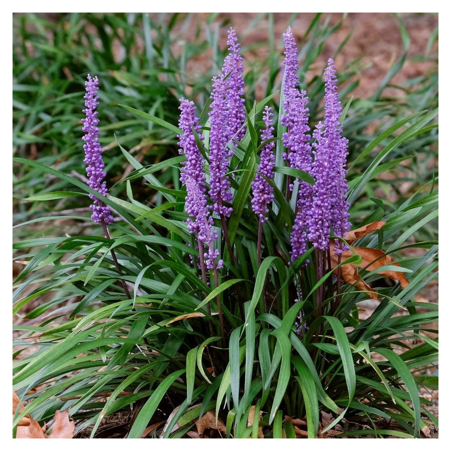 Liriope muscari Moneymaker Liriope szafirkowata