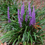 Liriope muscari Moneymaker...