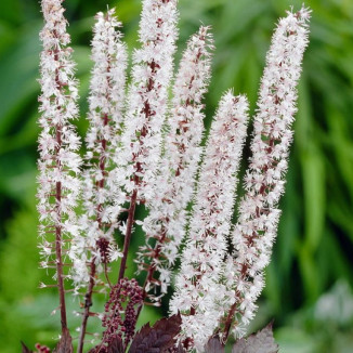 Cimicifuga simplex Brunette...