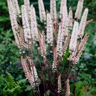 Cimicifuga simplex Brunette...