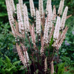 Cimicifuga simplex Brunette Pluskwica prosta