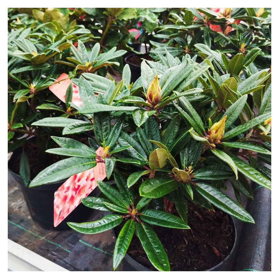 Rhododendron Tortoiseshell Orange Rhododendron