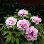 Paeonia Yin Hong Qiao Dui...