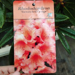 Rhododendron Tortoiseshell Orange Rhododendron