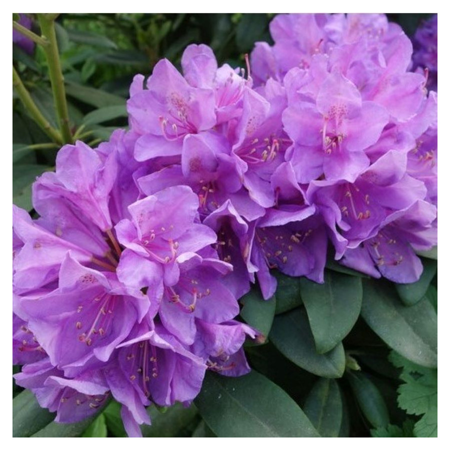 Rhododendron Alpenrose Różanecznik