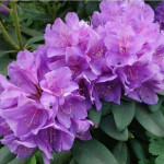 Rhododendron Alpenrose...