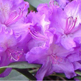 Rhododendron Alpenrose...