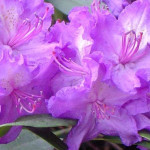 Rhododendron Alpenrose Różanecznik