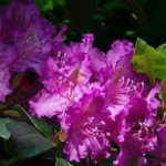 Rhododendron Everestianum...