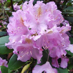 Rhododendron Everestianeum Różanecznik