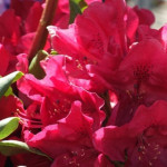 Rhododendron Negrito...