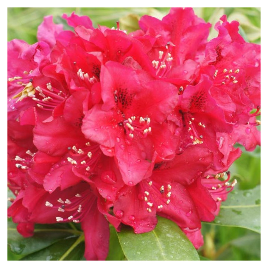 Rhododendron Nova Zembla Różanecznik