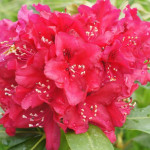 Rhododendron Nova Zembla...