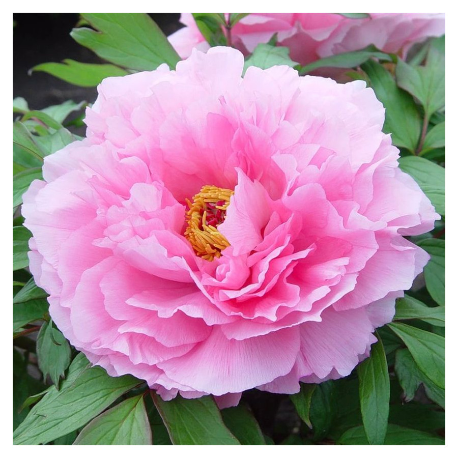 Paeonia Rou Fu Rong Piwonia krzewiasta