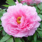 Paeonia Rou Fu Rong Piwonia...