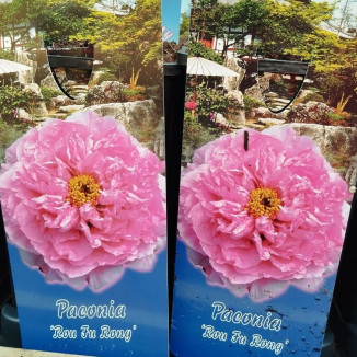 Paeonia Rou Fu Rong Piwonia...