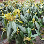 Rhododendron Alpenrose Różanecznik