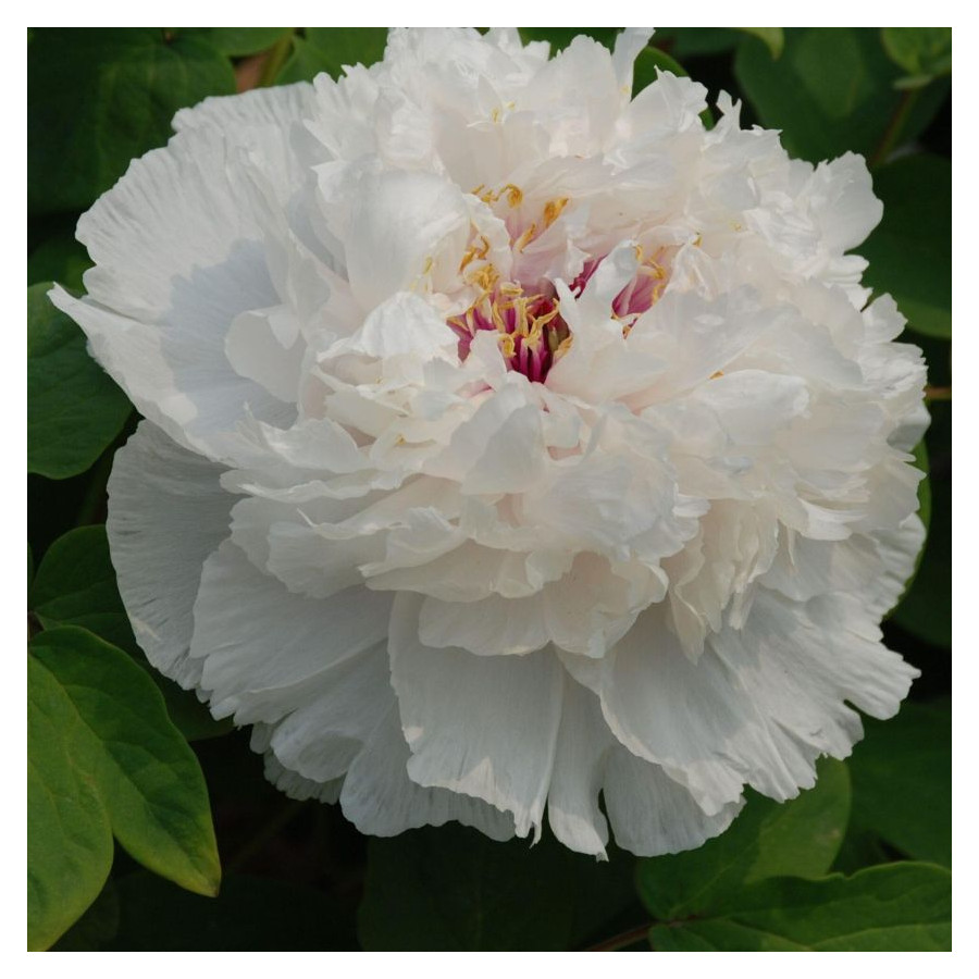 Paeonia Xiang Yu Piwonia krzewiasta