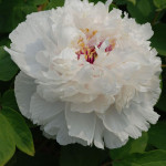 Paeonia Xiang Yu Piwonia...