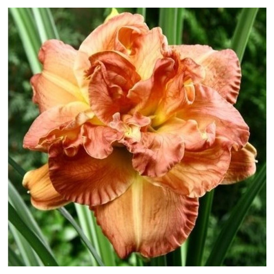 Hemerocallis Candlelight Dinner Liliowiec- Rośliny od Ogrodnika Szkółka Barcikowscy