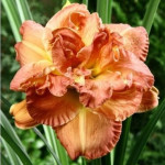 Hemerocallis Candlelight Dinner Liliowiec- Rośliny od Ogrodnika Szkółka Barcikowscy